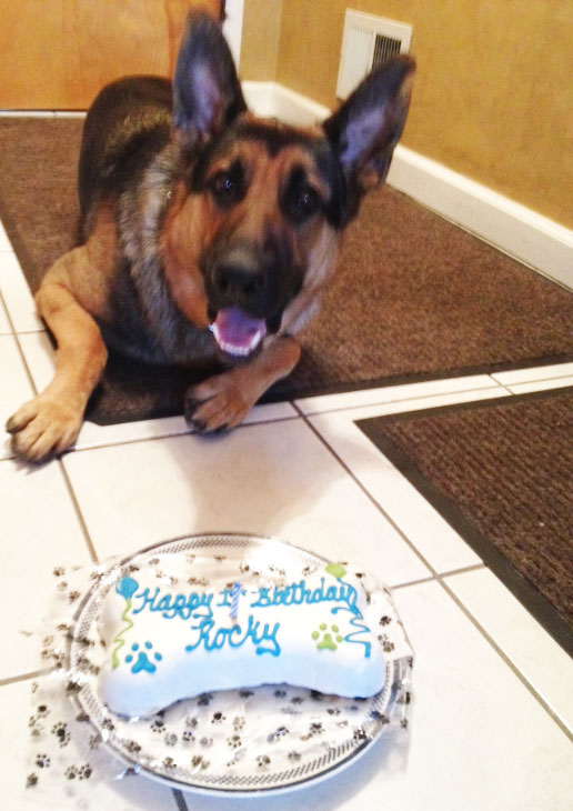 Rocky's 1st Birthday Dog Birthday Cakes